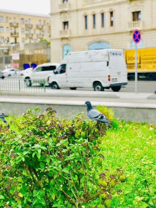 Хостелы The Punjab Residency Баку-13